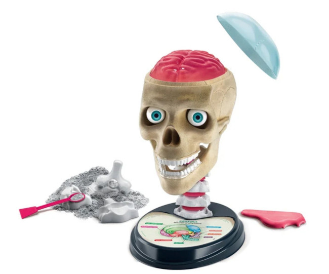 Vedecká zábava LAB Bláznivá anatómia 50697