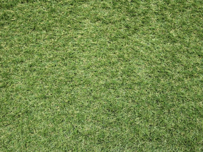 Umelá tráva Sophia New