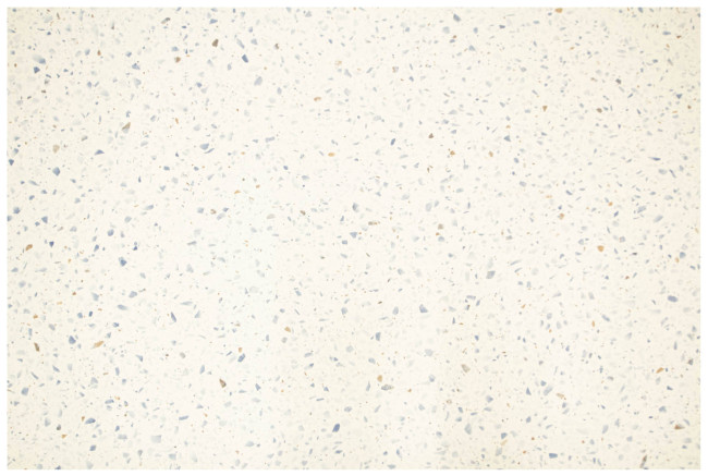 PVC podlaha Bingo Maira 576 Lastryko krémová / modrá